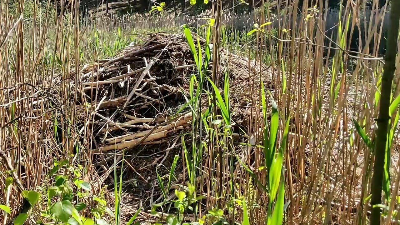 Чем нас удивил лес? Вот это труженики!!! Песчаный хищник.