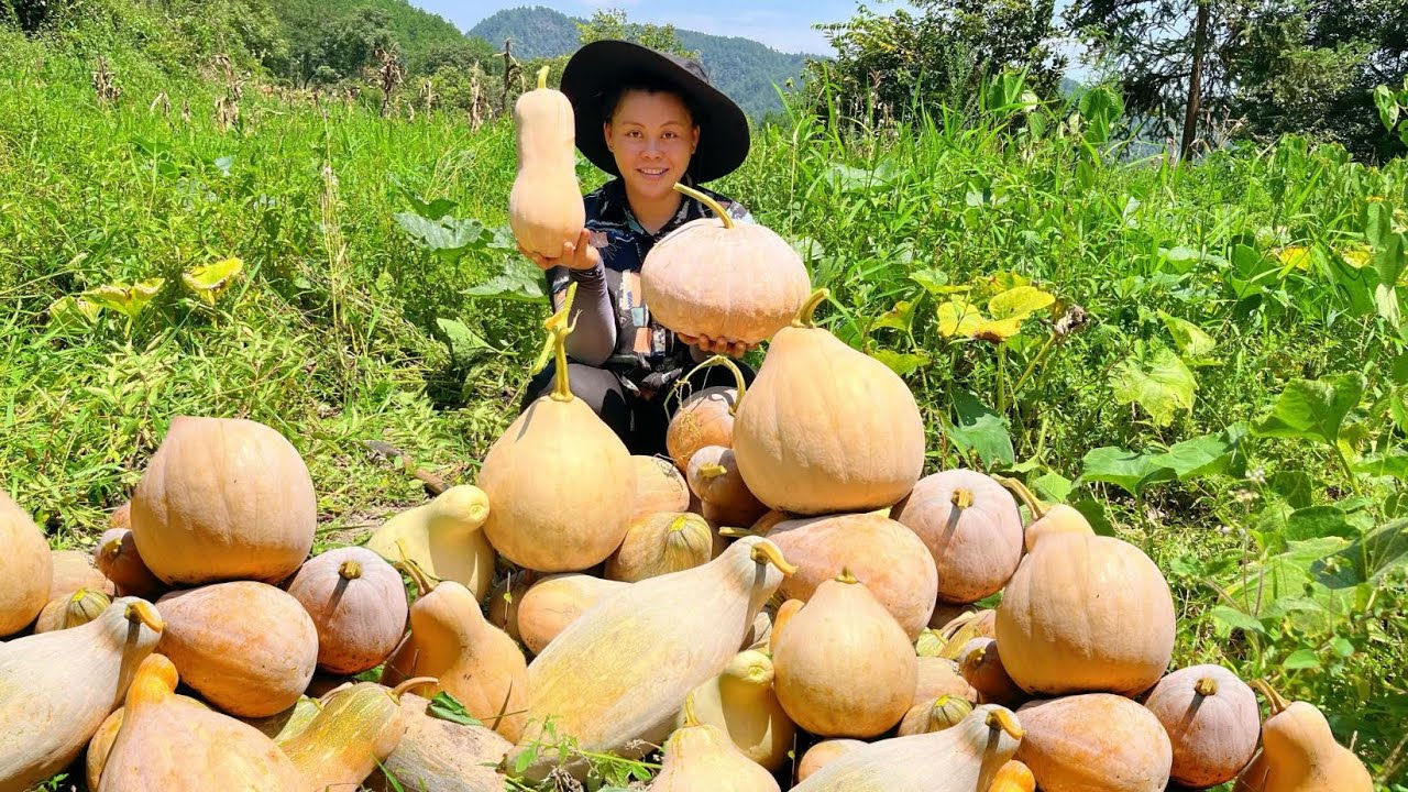 picked a lot of pumpkins today歐妹把地裏的南瓜收回家，忙碌半天累又餓看她今天吃什麽