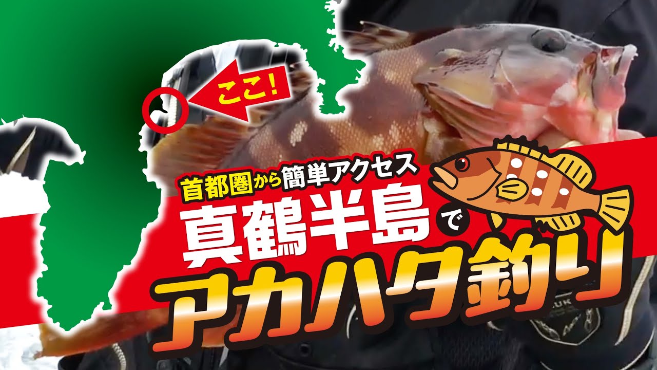 [アカハタ釣り]　カワウソ、番場浦、鉄棒、三ツ石ゴロタ…真鶴半島でアカハタゲット!!
