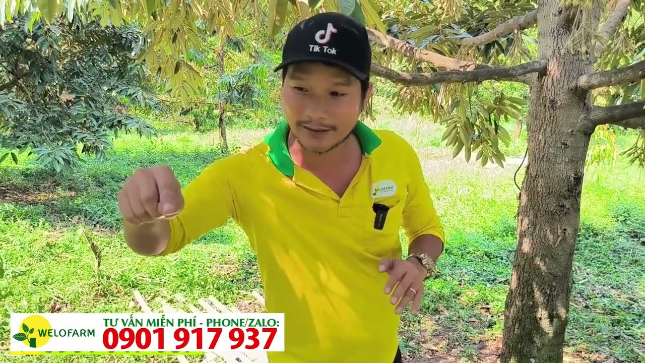 CÁCH TƯỚI NƯỚC CHO SẦU RIÊNG XỔ NHỤY ĐỂ ĐẬU TRÁI CHẠY TRÁI NHANH