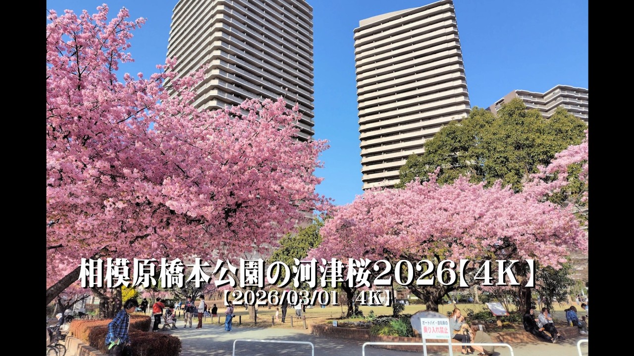 20260301相模原橋本公園の河津桜2026【４Ｋ】
