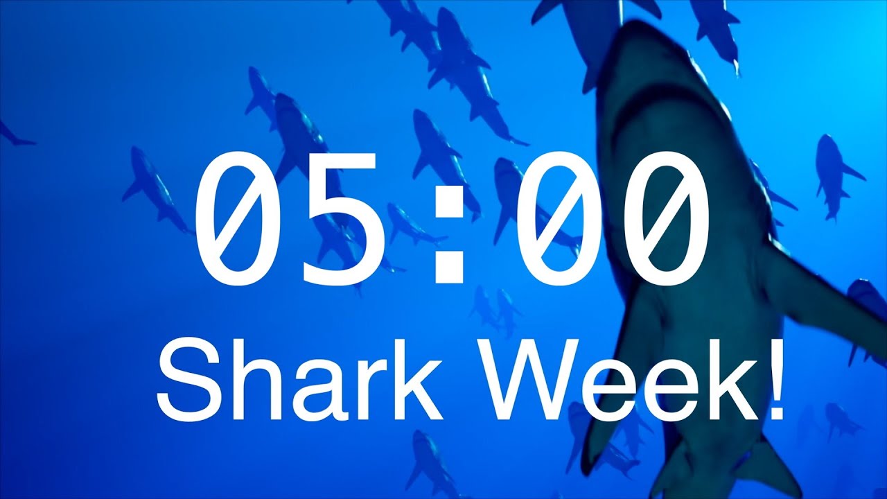 5 Minute Countdown Timer with Alarm | Relaxing Music | Shark Timer