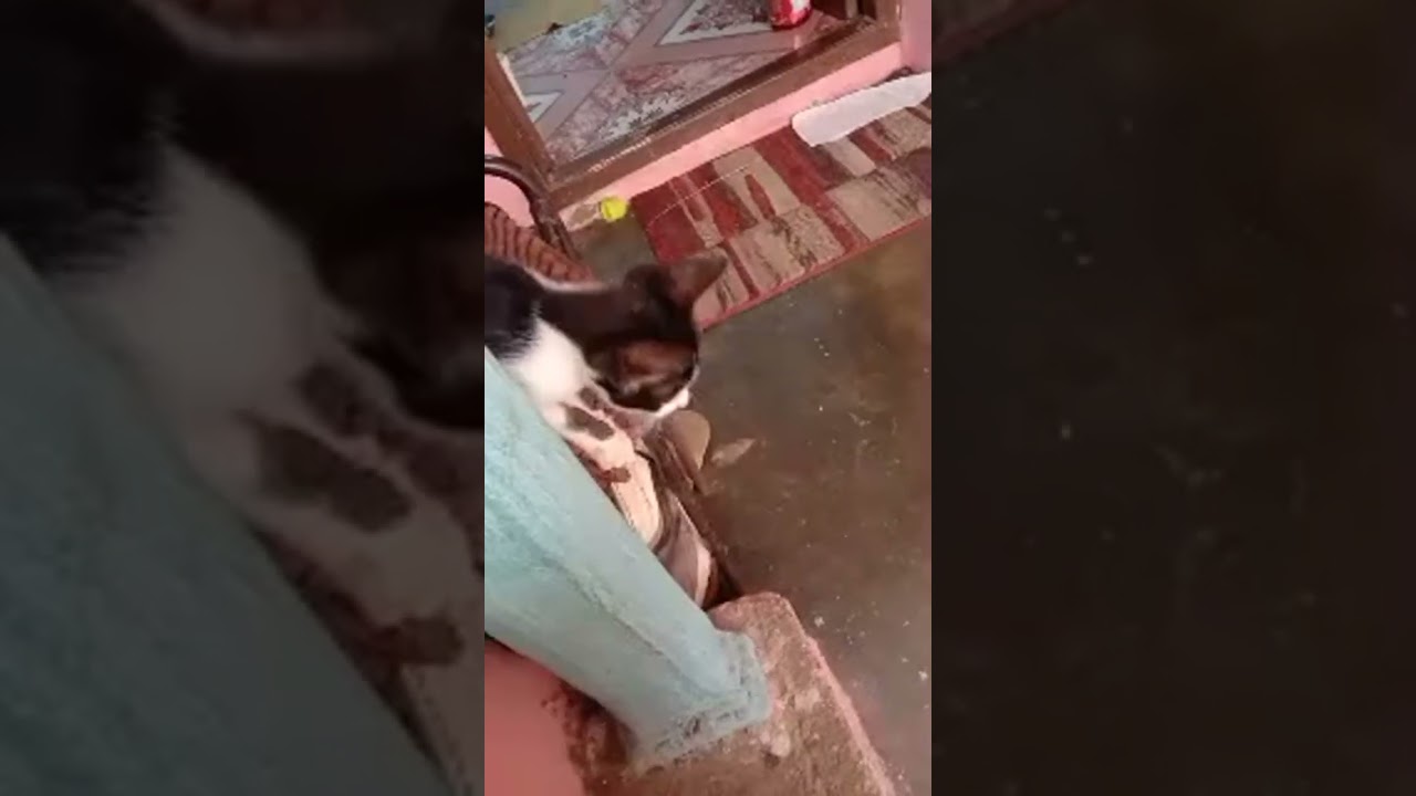 ஒரு வருடம் முன் மிஸ்யூ ஓல்டு வீவர்ஸ்😭😭😭Highlight 33:38 - 38:38 from Happy and funny Cat videos
