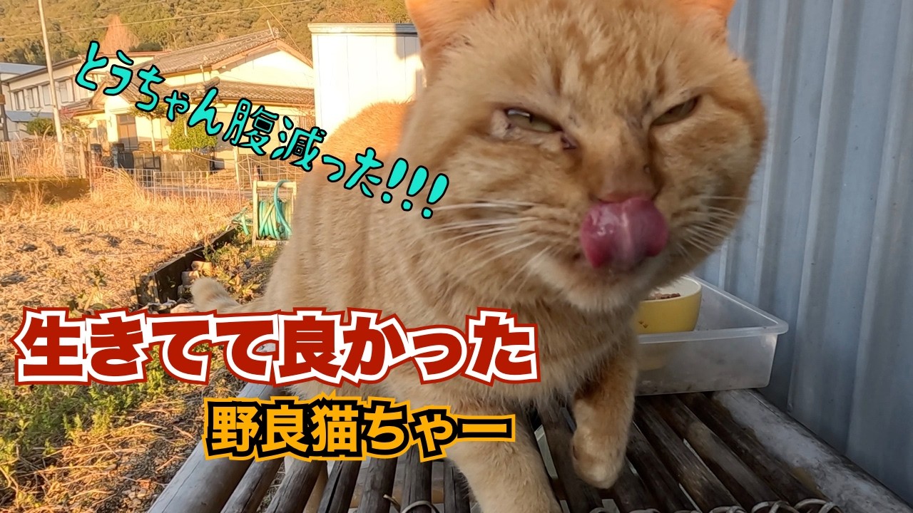 ‼️野良猫　生きてて良かった‼️　おやつをあげよう😊　のんびり日記😊