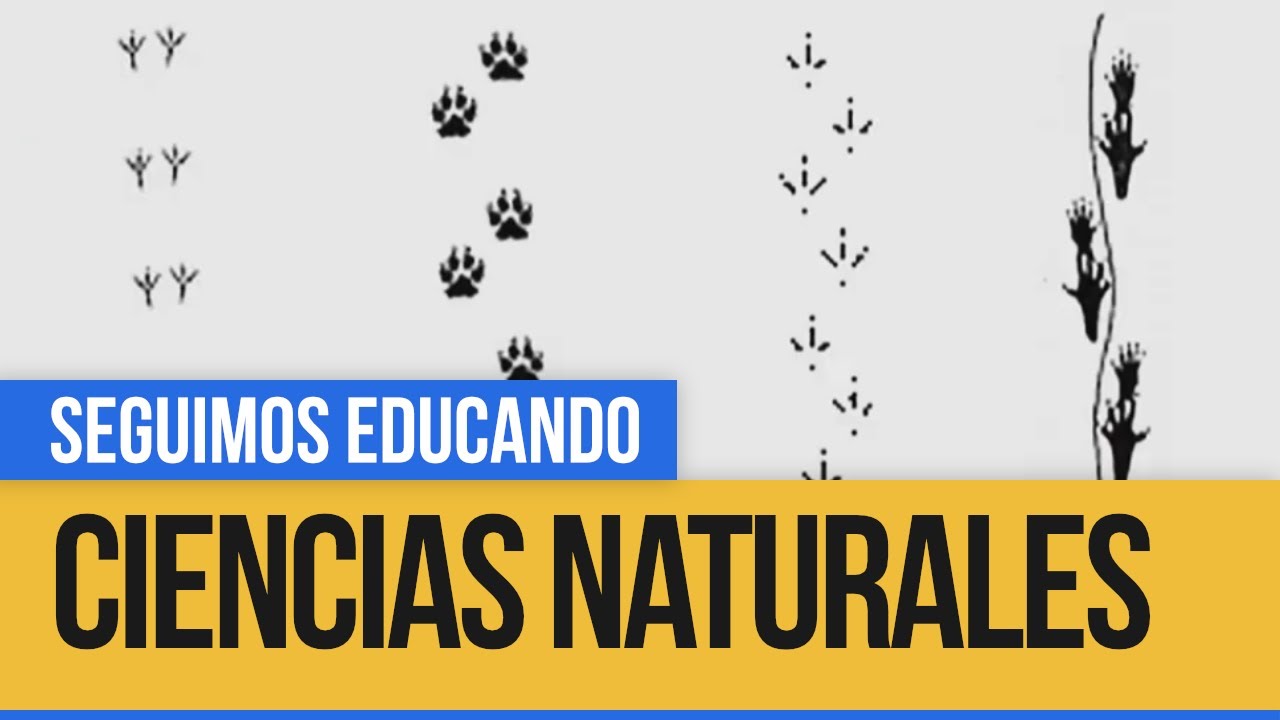 Ciencias Naturales: Clasificamos huellas de animales - Seguimos Educando