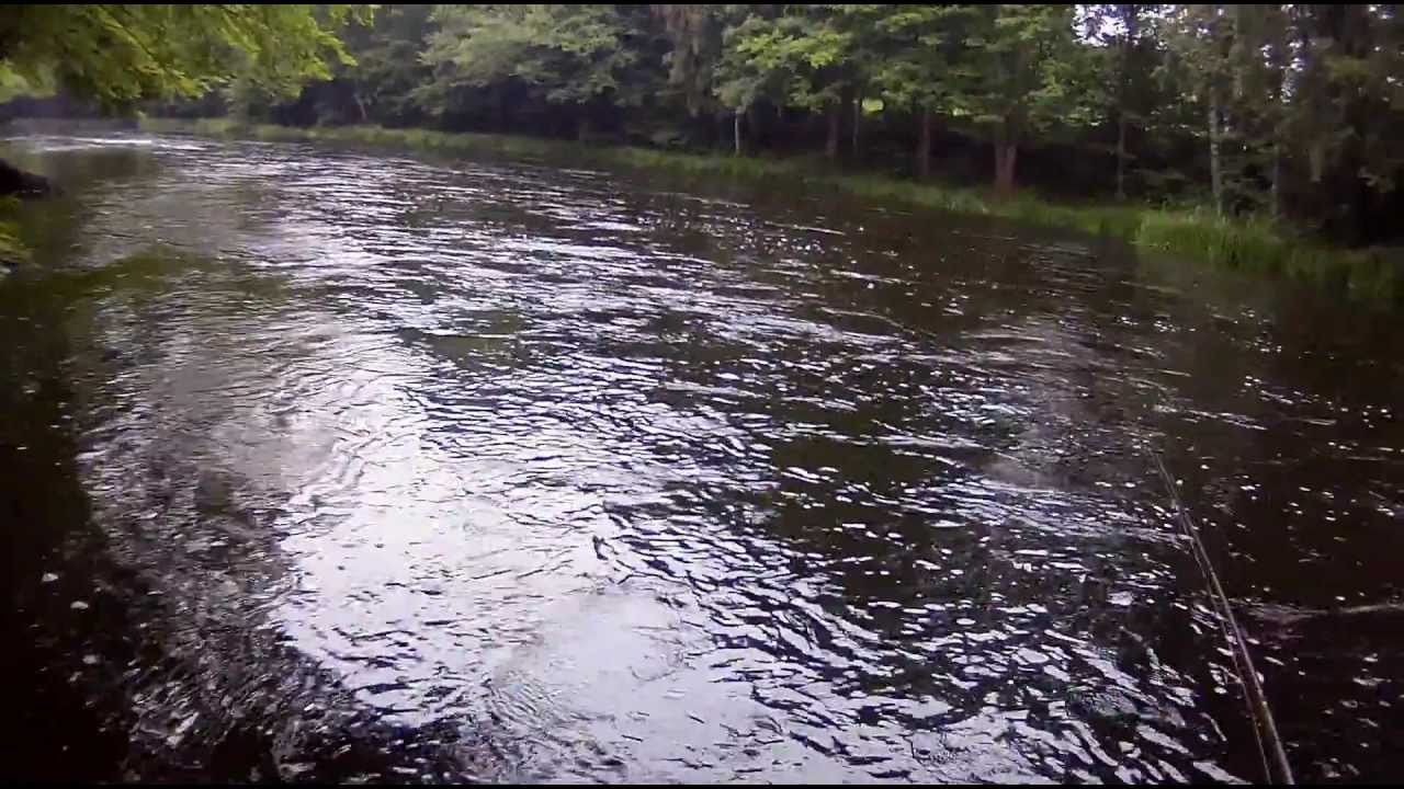 Fly fishing for big salmon - moments from the M&ouml;rrum River 2011. Catch and release by John