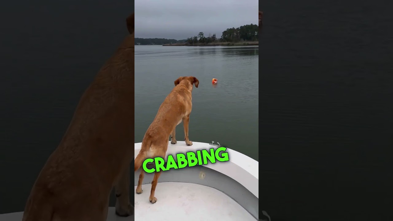 This is my Boat Dog 🐶 