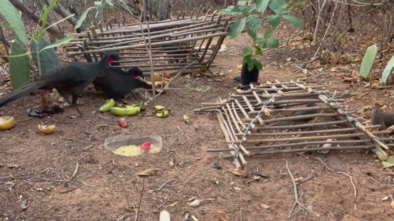 Ceva pra jacu é pegamos até Juriti