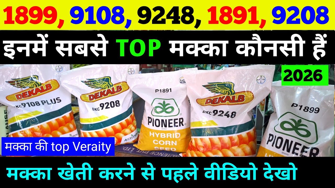 मक्का की top 5 किस्मे | pioneer 1899 / dekalb 9108 / pioneer 1891 / bayar 9248 / 9208 dekalb makka 