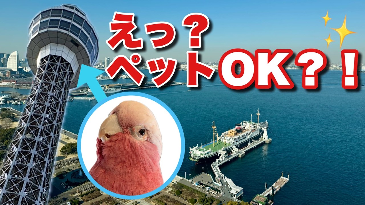 【祝！】横浜マリンタワーがペットOKになったよ！【おしゃべりモモイロインコの春ちゃん】