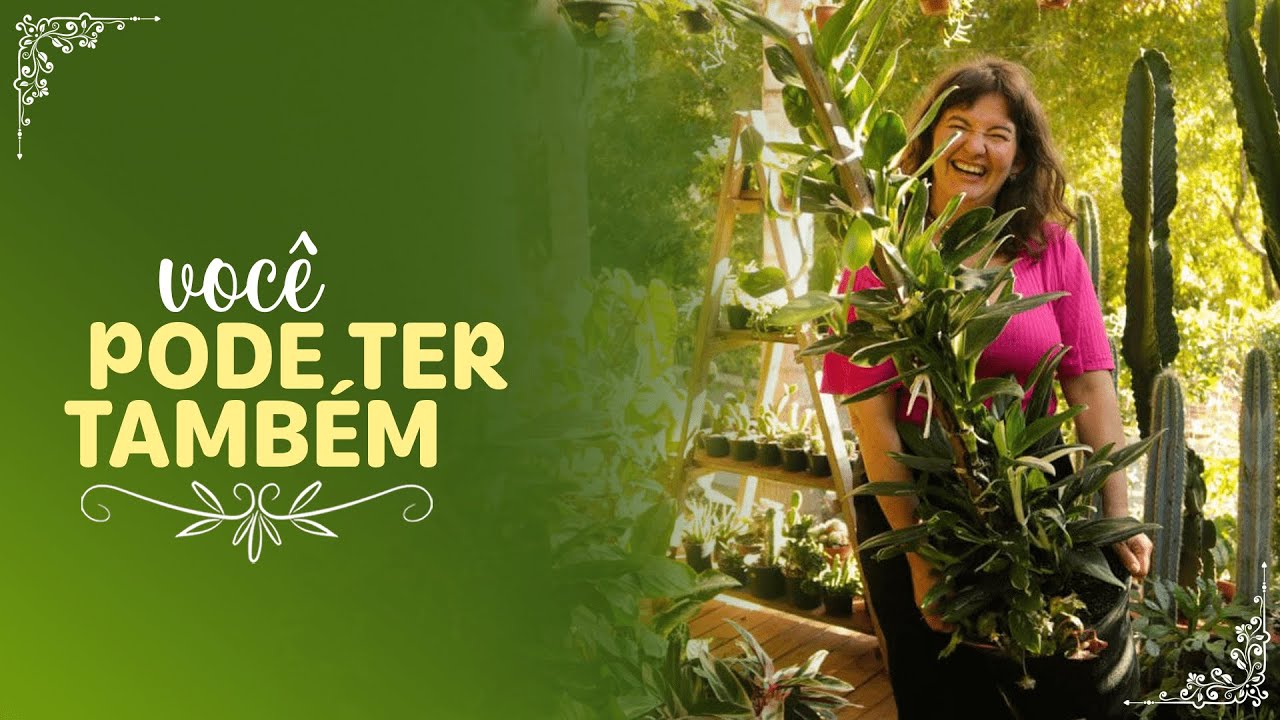 O SEGREDO para ter uma MONSTERA STANDLEYANA GRANDE e BONITA