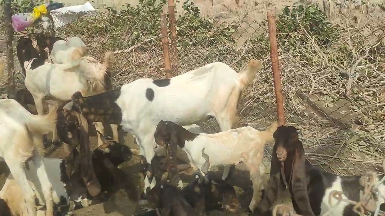 Goats farm || animals farm || Noondani goat's farm