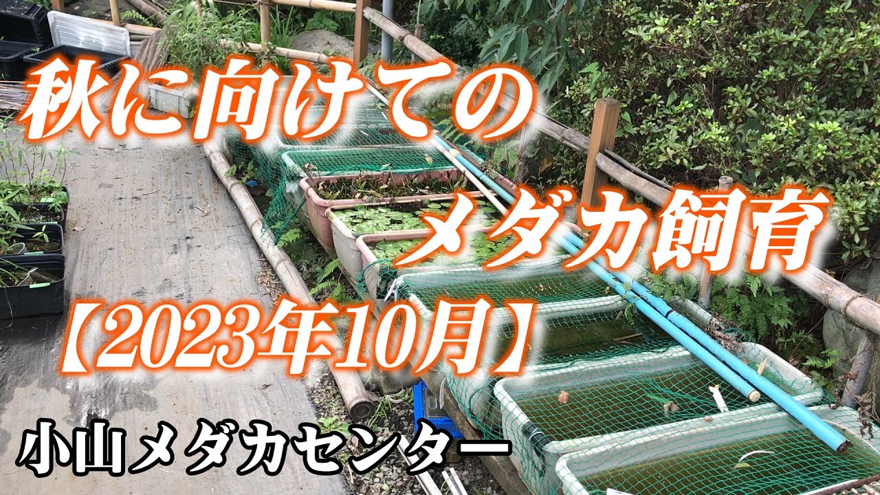 【メダカ飼育】秋に向けてのメダカ飼育（2023年10月）