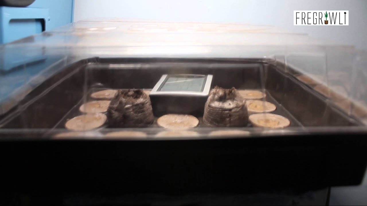 Kosher Tangie Breaks Ground - Lazer Death Stare Avoided