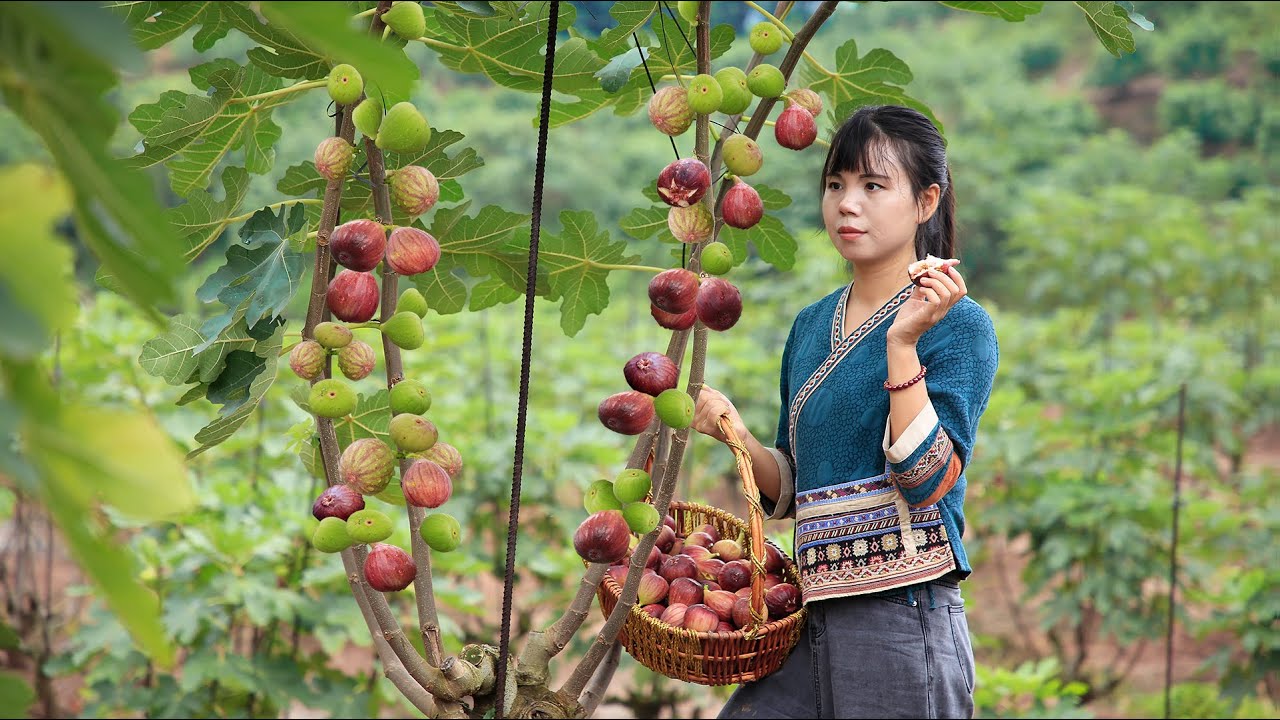 Sweet Figs fruit harvest to a magnificent Dessert & Chicken Soup with Figs把香甜的無花果，做成甜品和雞湯｜Lizhangliu