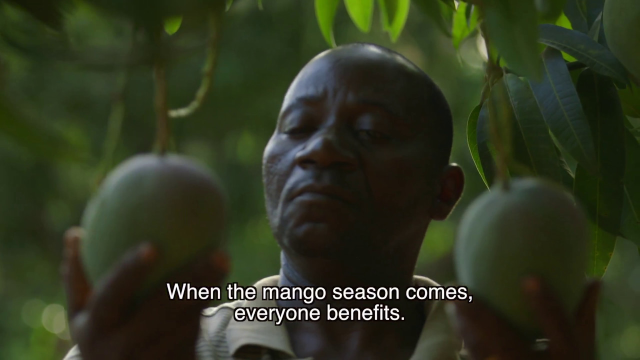 The Ivorian Mango Sector: Open for business!