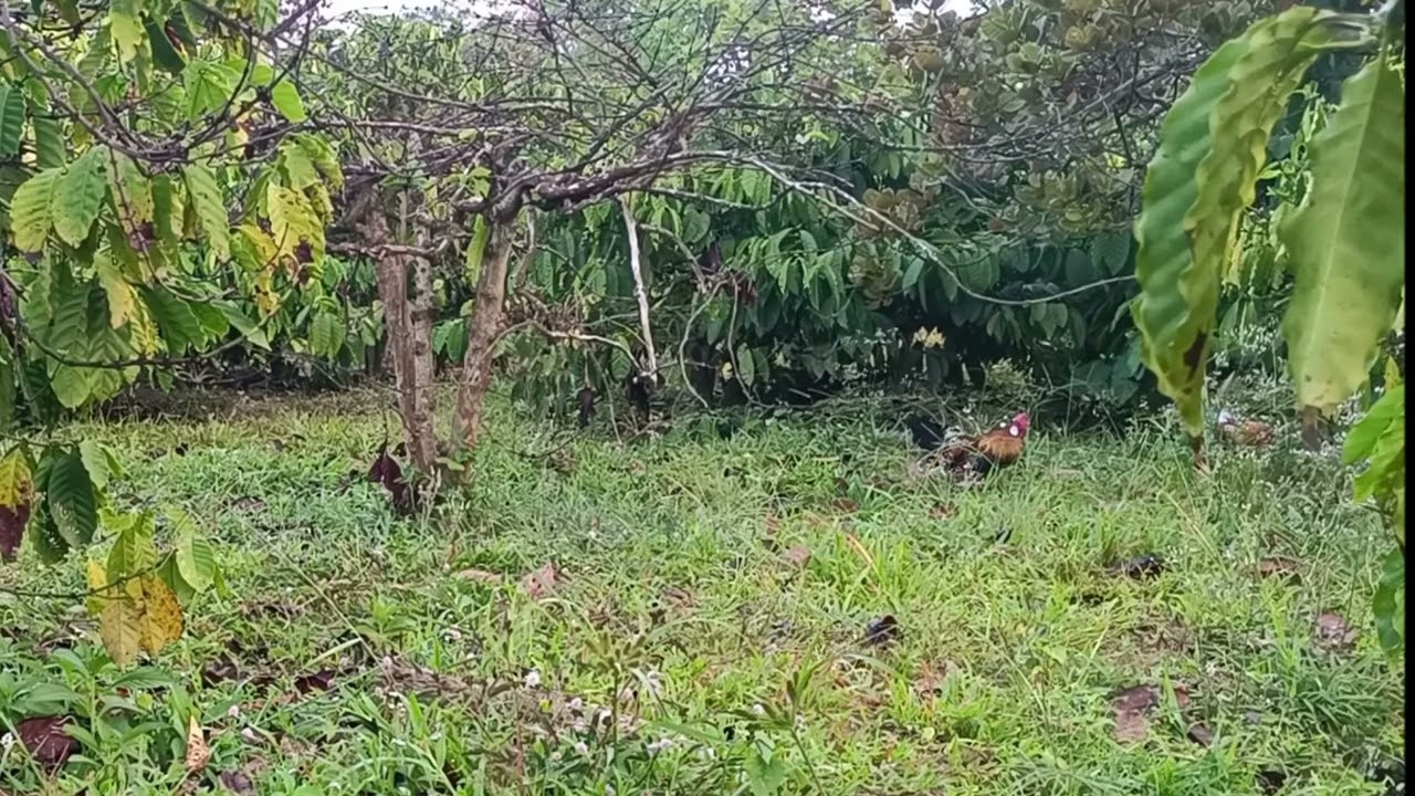 Bẫy gà rừng  nhà nuôi 