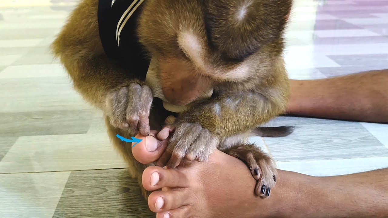 Nail Dr. Bela Grooming Toe Nail Removal, Monkey ASMR Nailcare