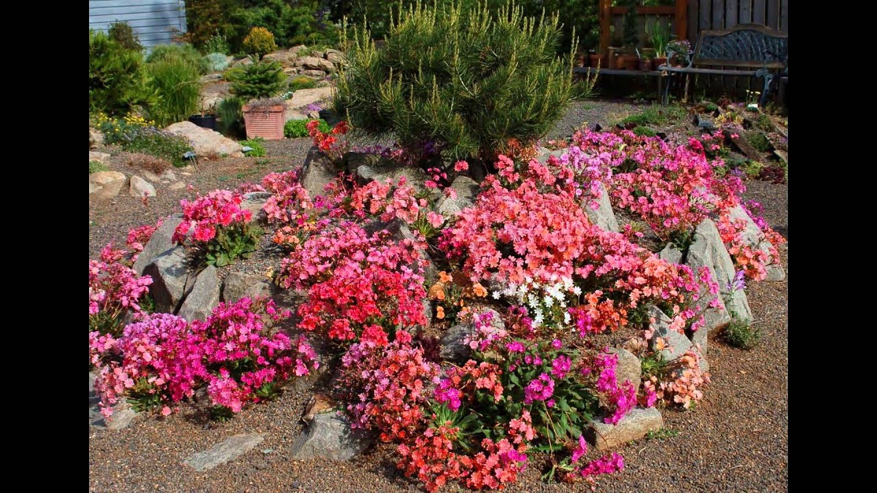 ЛЕВИЗИЯ  (LEWISIA)  сем. Портулаковые