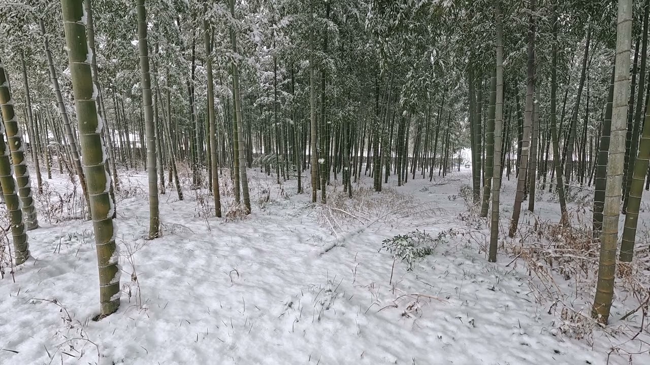 Snow Falling in a Bamboo Forest | Japan