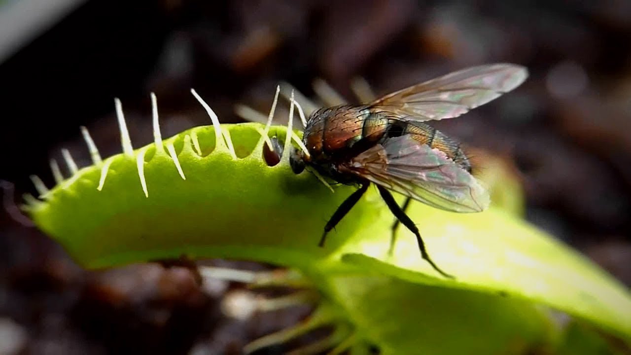 Recomendaciones para  Cultivar una Planta Insectívora   - TvAgro por Juan Gonzalo Angel