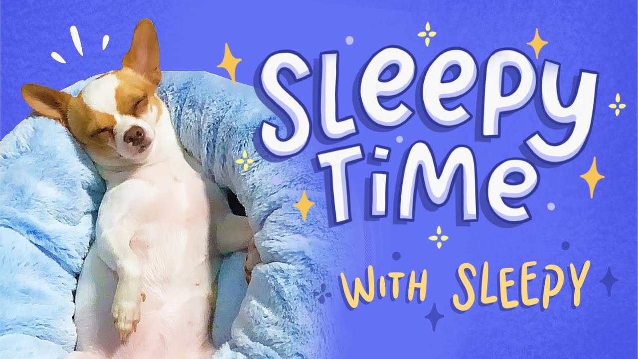 Sleepy Time with Sleepy - Chihuahua Dog Dreaming of Food 😴 | Pup Love