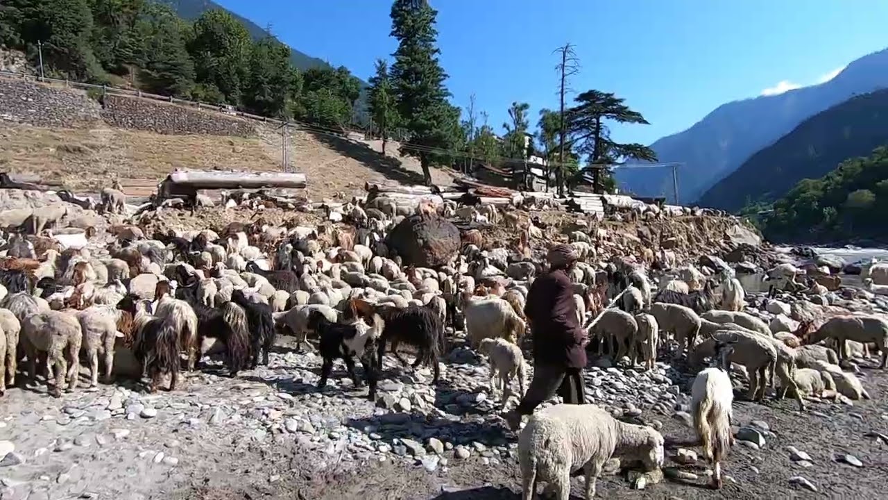 life style of bakarwal || Gujjar bakarwal || bakarwal traveling in Kashmir