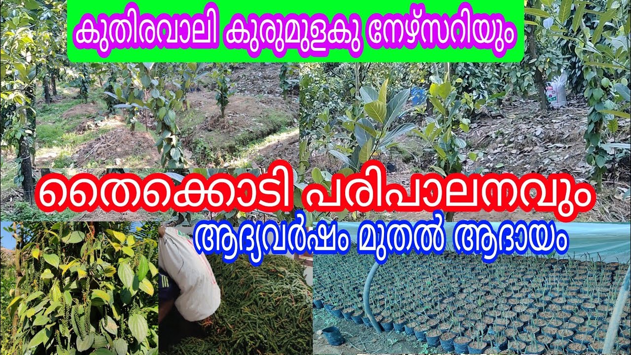 Kuthiravally Pepper Nursery and Plantation#antony muniyara VIogs