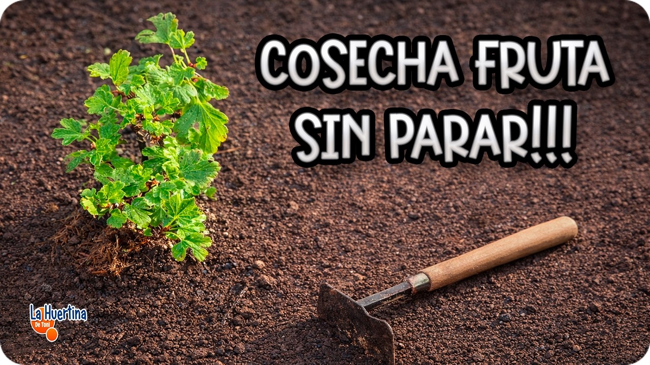 La GUÍA que necesita Para CULTIVAR UVA ESPINA En Casa || La Huertina De Toni