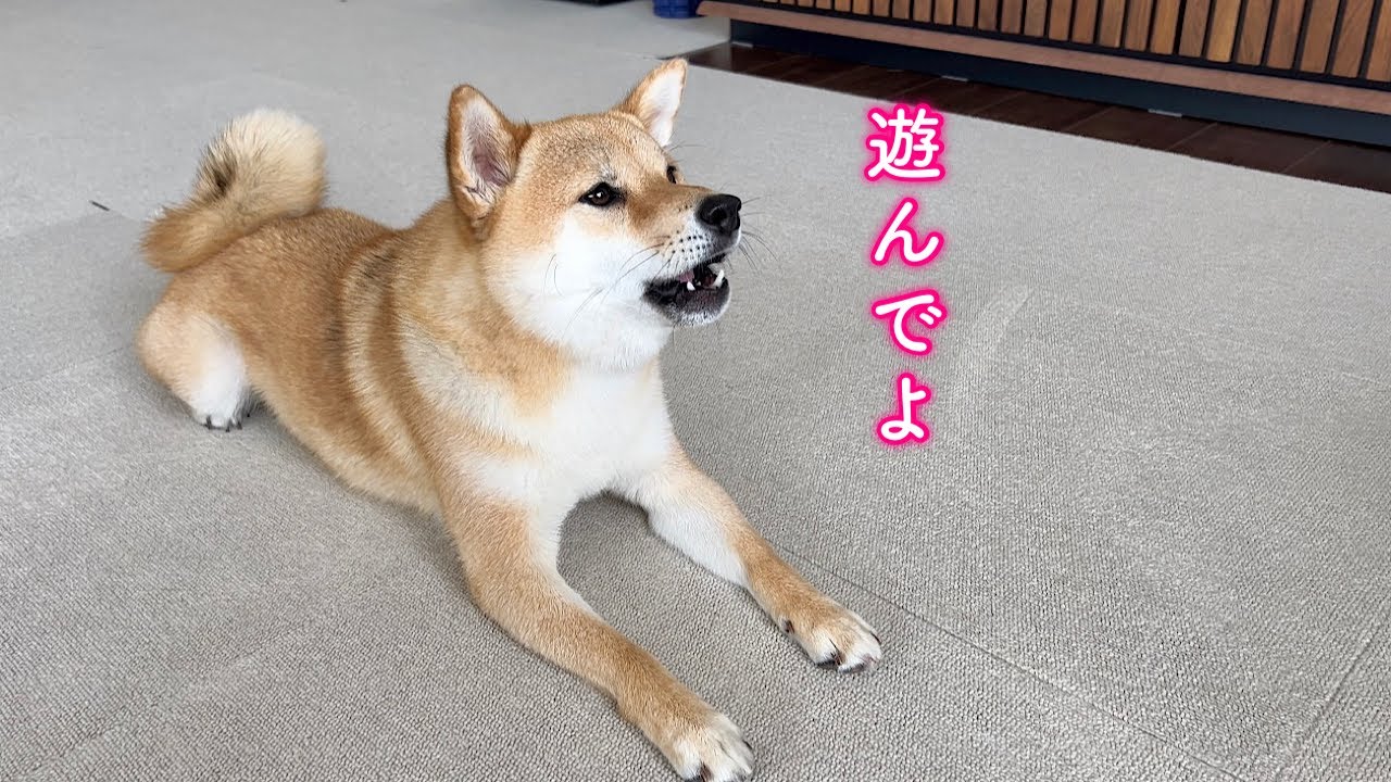 パパに遊んで欲しくなると喋りかける柴犬が可愛い
