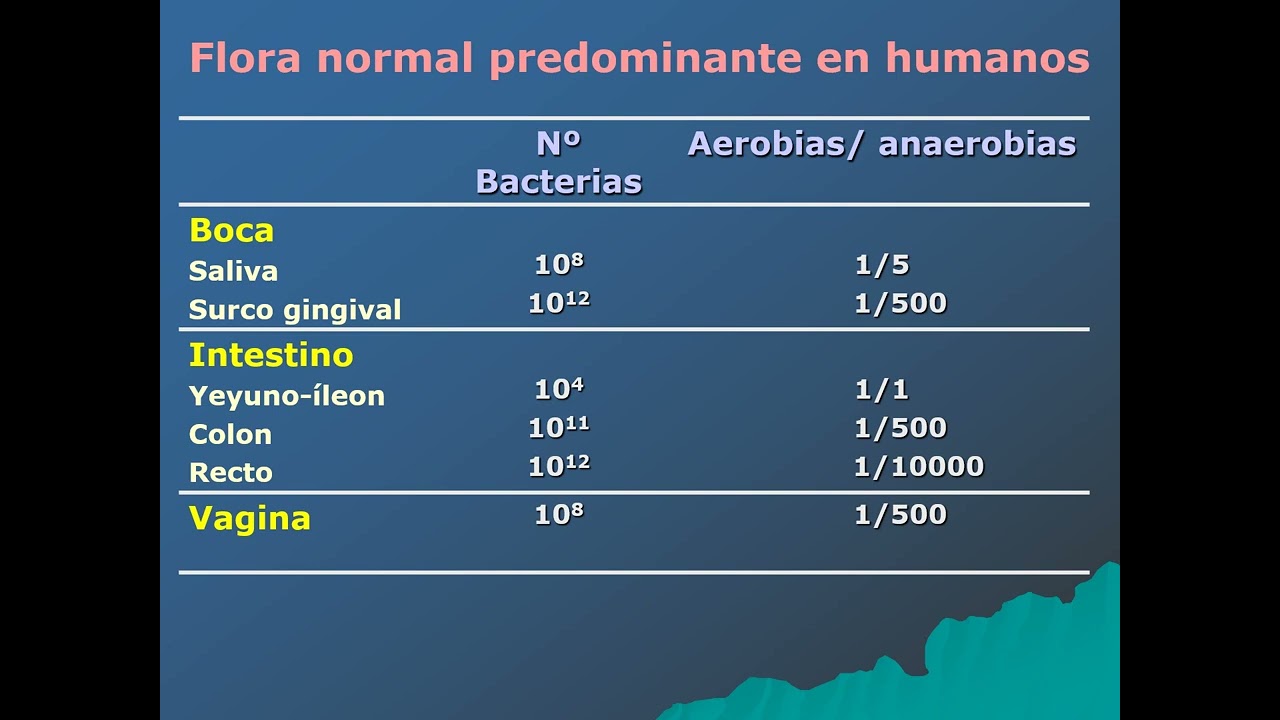 Bacterias anaerobias no esporuladas