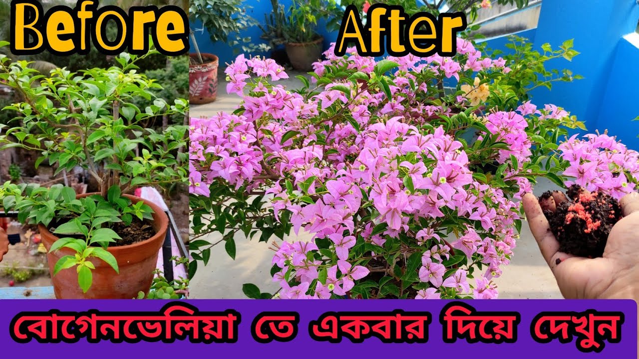 বাগানবিলাসে পাতার থেকে ফুল বেশি হবে মানতে হবে ২ টো শর্ত |Two Different fertilizer for Bougainvillea