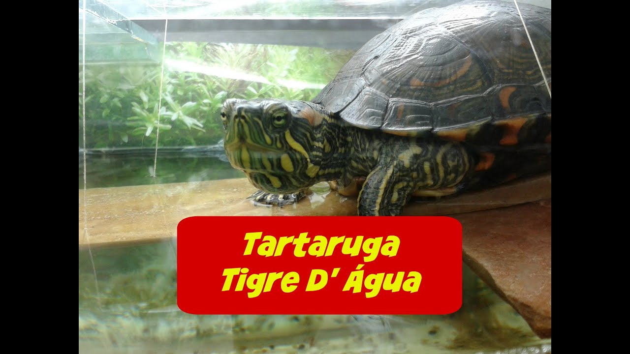 Tartaruga Tigre d' água