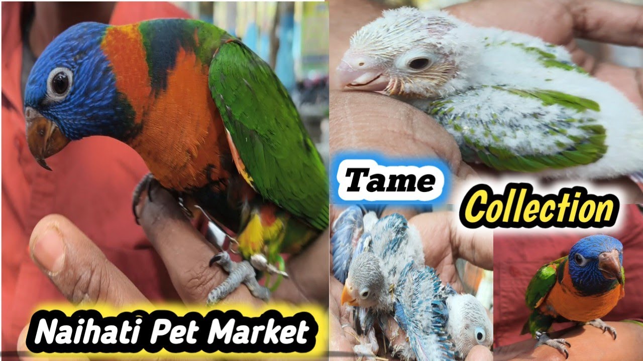 Chipest Tame Bird Market.🐦🐦.. Naihati Pet Market🔥17/01/2026..