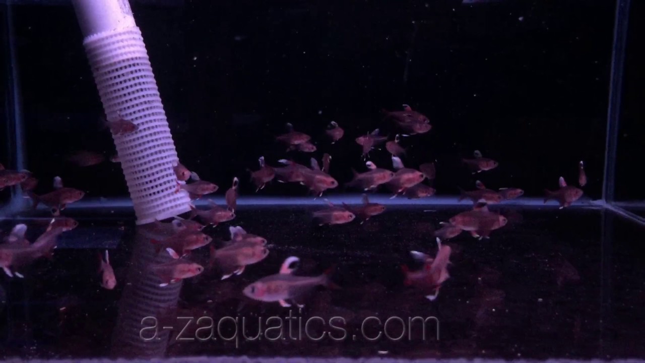 White Fin Rosy Tetra - a-zaquatics.com