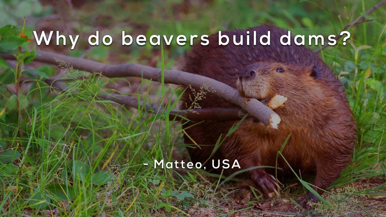 Why do beavers build dams?