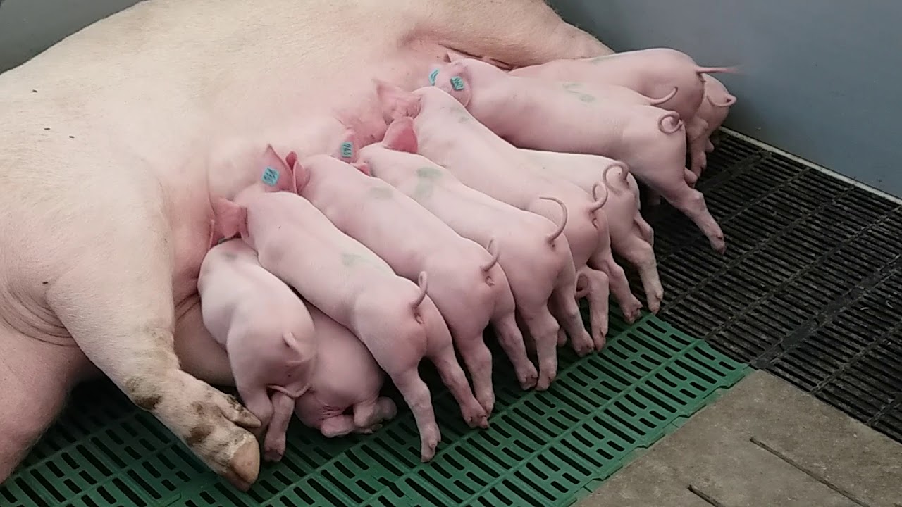 100. LWH Stuttgart 2018: Ferkel s&auml;ugen / suckling piglets