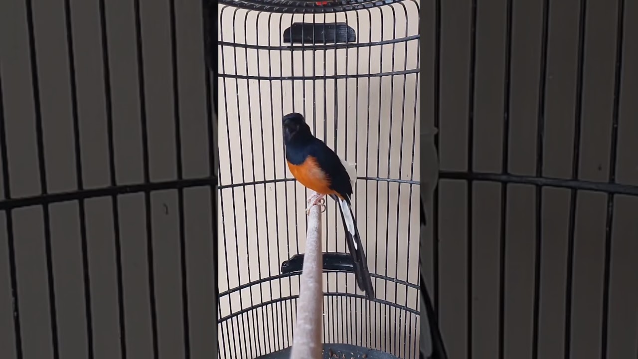 Murai Batu Gacor Isian Mewah Ngeplong Birds 
