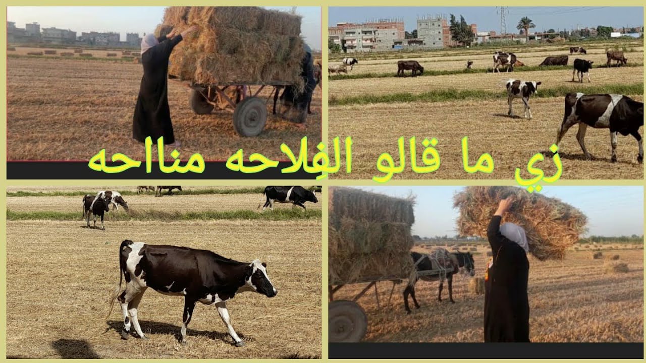 # روتين الست الشقيانه كله شيل وحط قش من الارض الله المعين 🥲😢