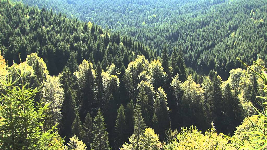 The Carpathians - Europe's Only True Wilderness