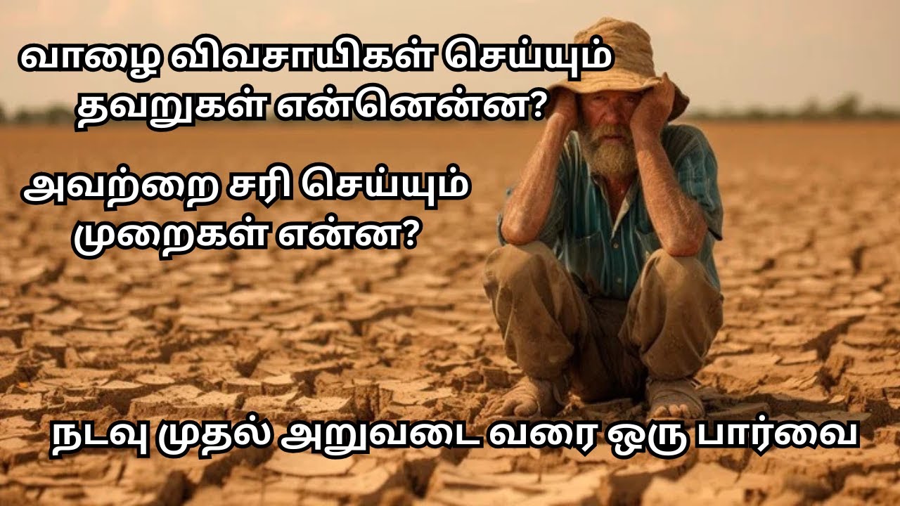 வாழை விவசாயிகள் செய்யும் தவறுகள் என்னென்ன? Mistakes made by Banana Farmers #bananafarming #farming