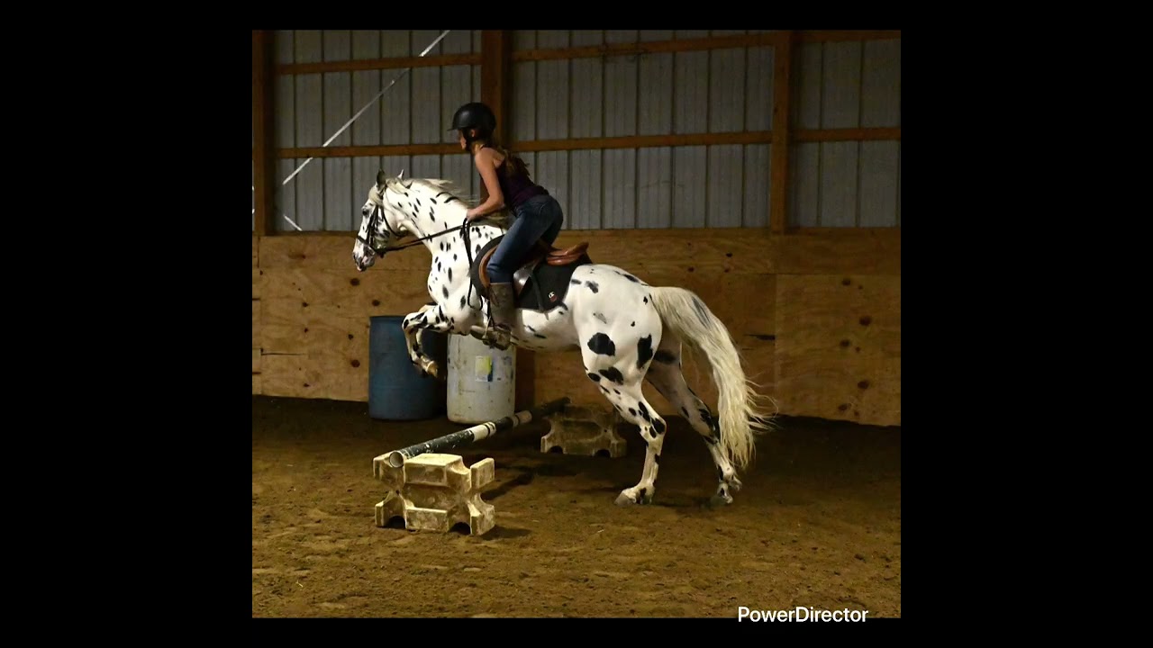 Galaxy’s Orbit of Lar stallion