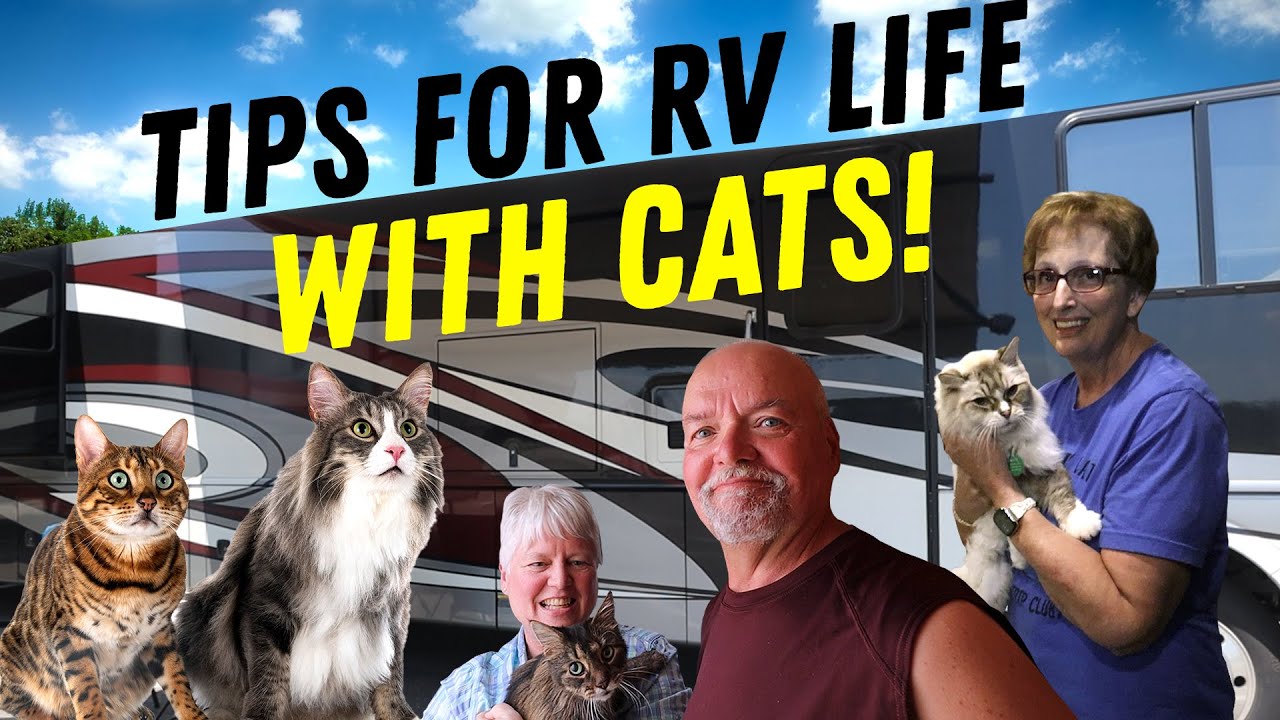 RVing with Your Cat?? Tips for The Purrfect RV Life!