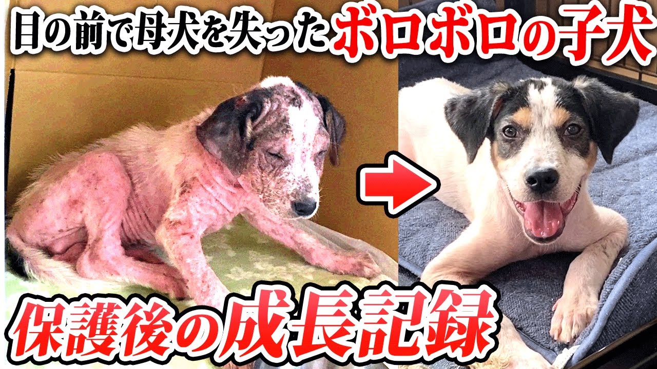 【子犬 野犬】目の前で母犬を失ったボロボロの子犬　保護後の成長記録