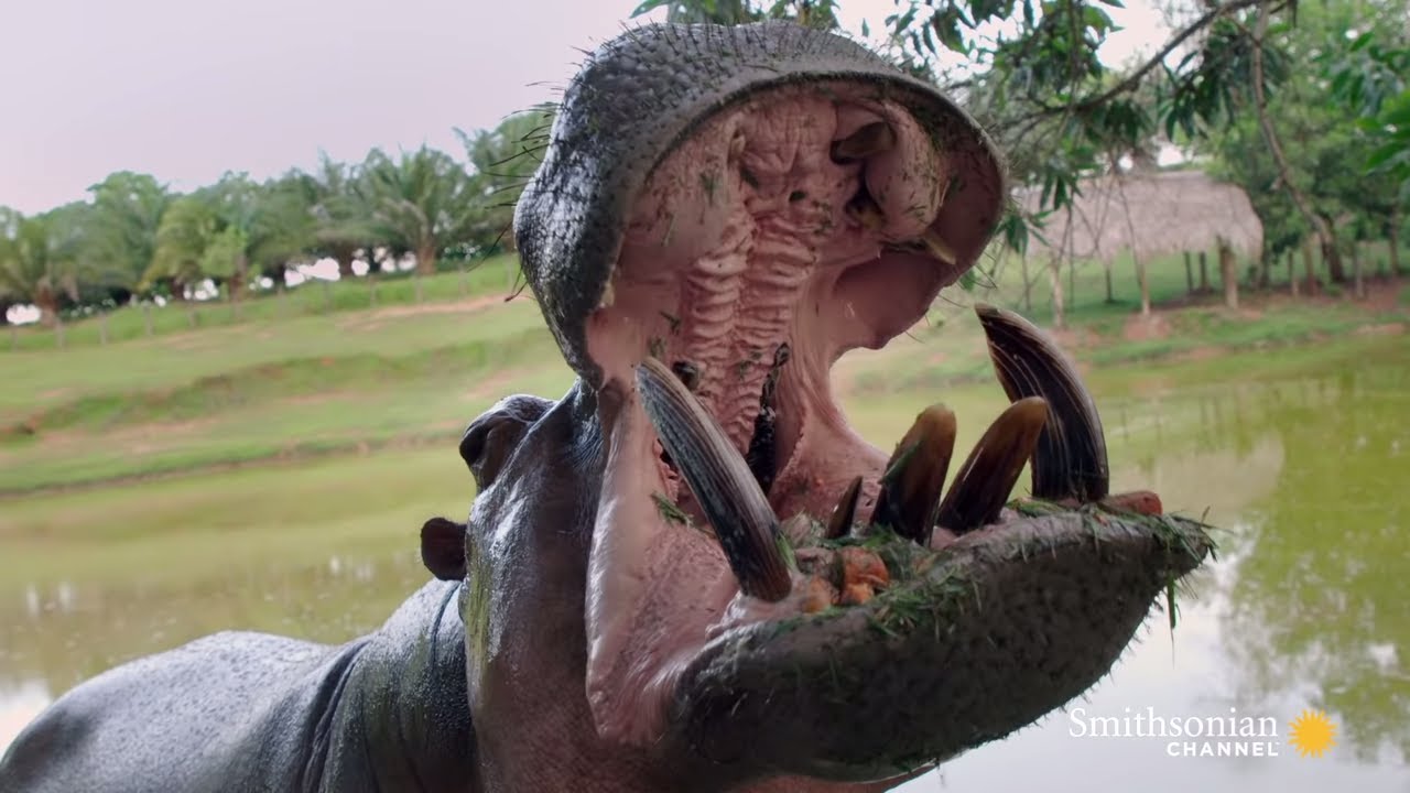 Wildlife Experts Try to Stop Escobar's Hippos From Spreading