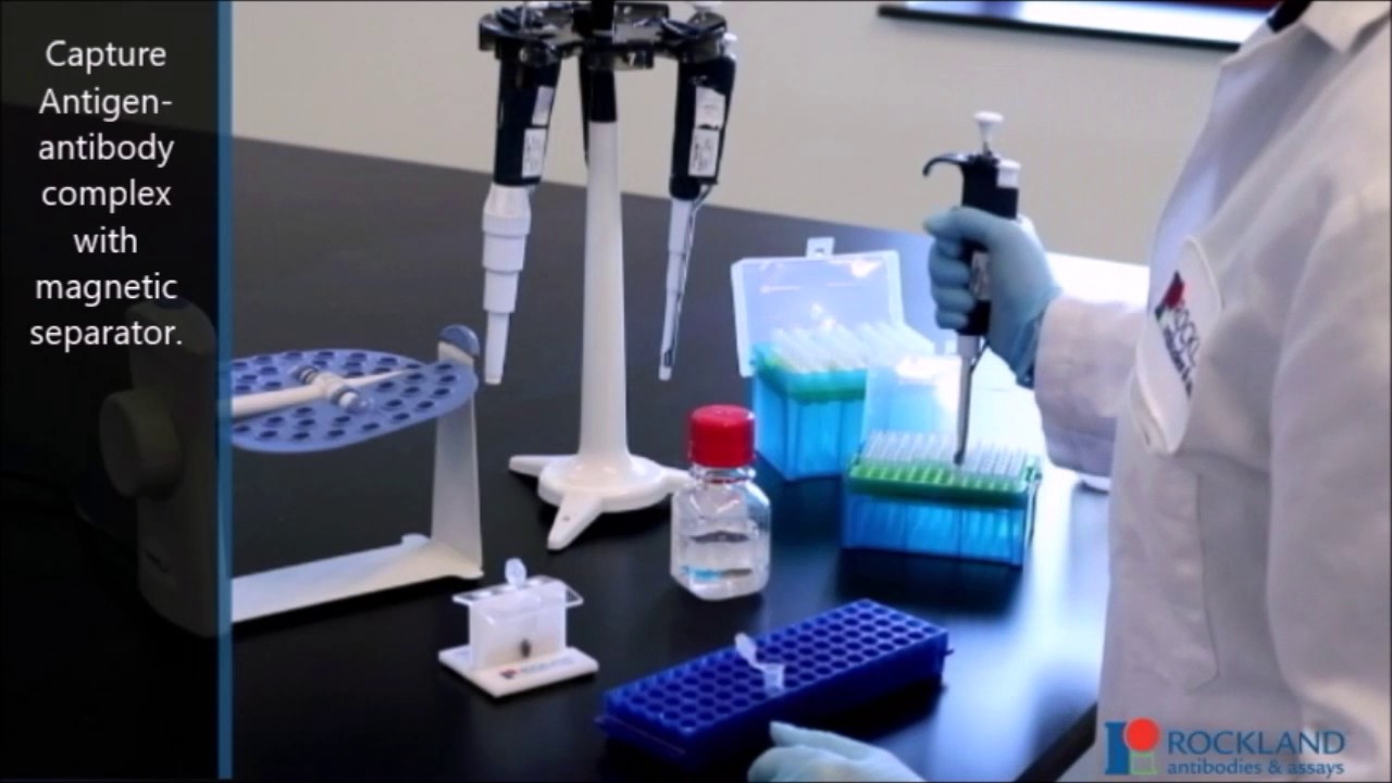 Immunoprecipitation with Antigen-Antibody Complex