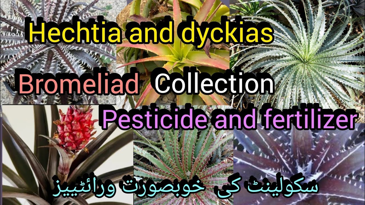 Hechtia bromeliad and dyckia bromeliad pesticide and fertilizer & propagation//Grow green 445
