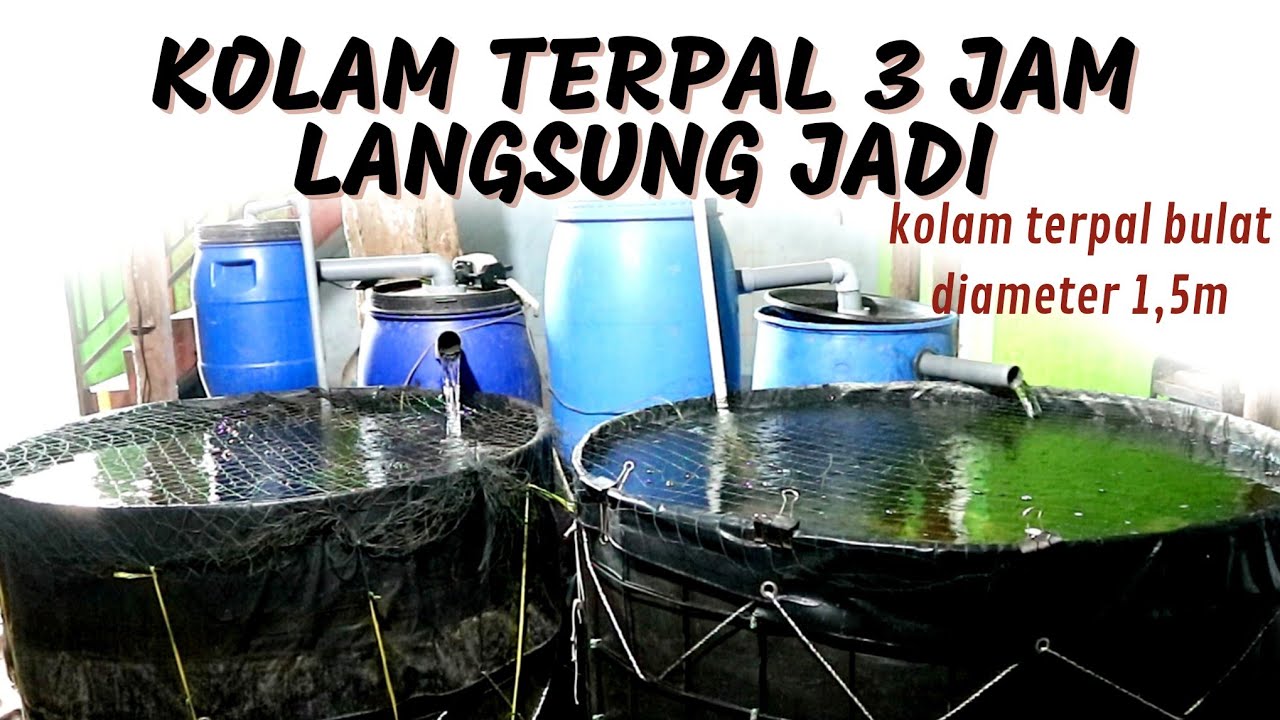 Tutorial Pemasangan Kolam Terpal Bulat Lengkap Filtrasi Tong Biru