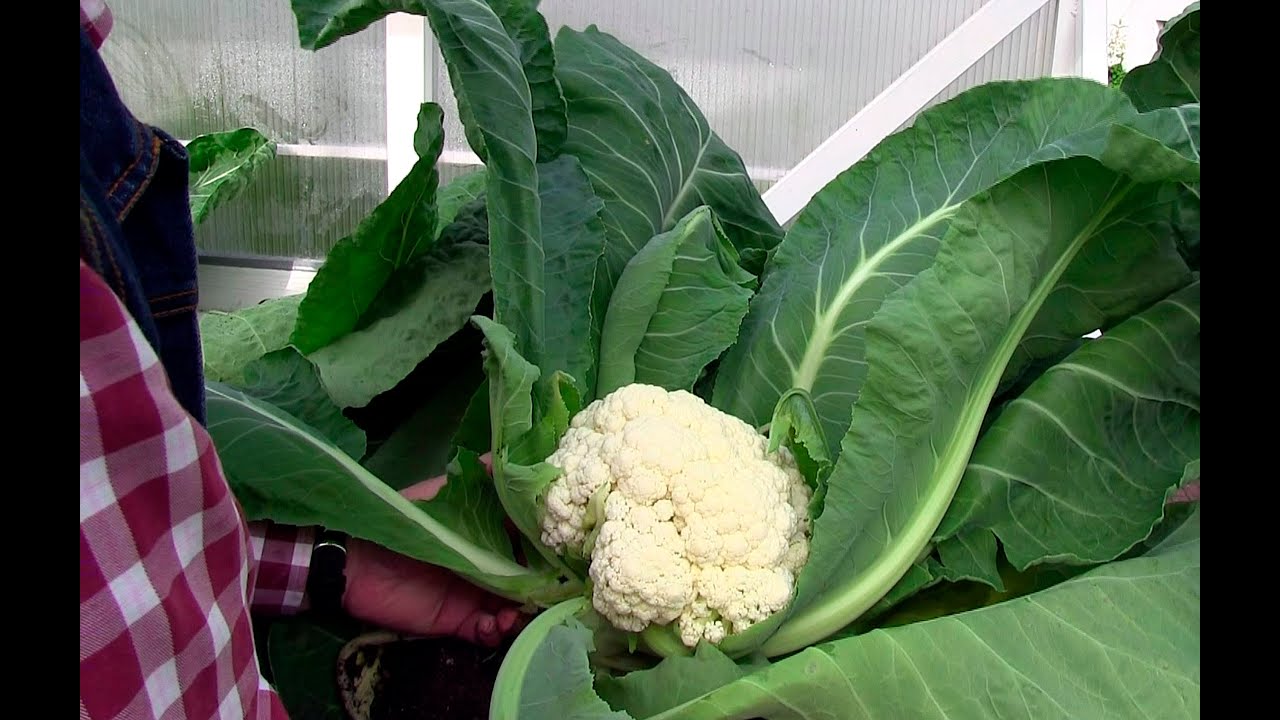 Blumenkohl: Wenig richtig machen, viel ernten! (Gewächshaus & Hochbeet im Jahreslauf) Film 40