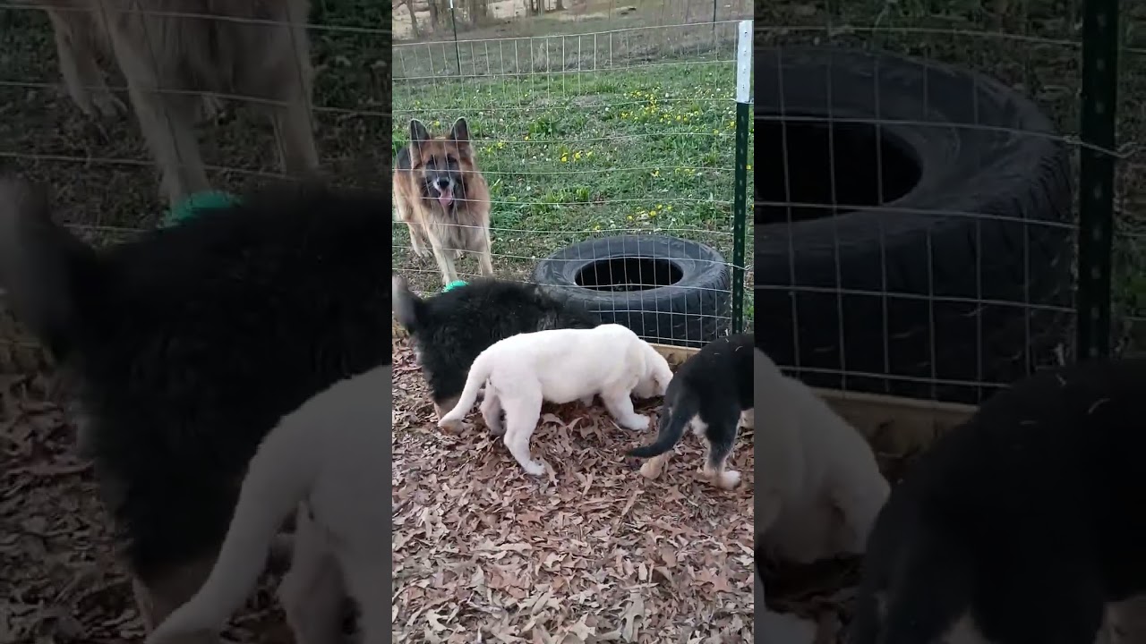 All 9 puppies, with mom & dad, ( Titan & Prarie) 